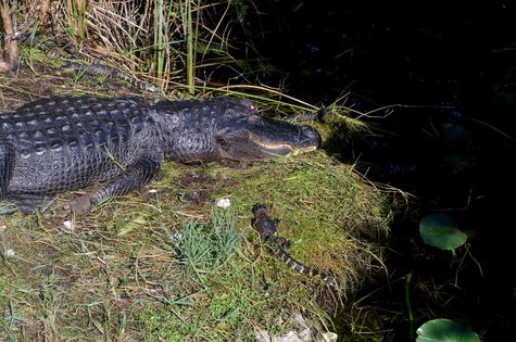 Krokodil in den Everglades